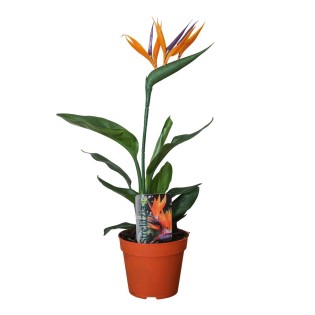 Strelitzia Reginae P13 2Pp (Met Kunstbloem) - Ø13Cm - ↕35Cm