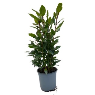 Laurus Nobilis - Ø14Cm - ↕35Cm
