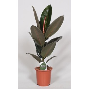 Ficus Elastica Abidjan - Ø17Cm - ↕60Cm