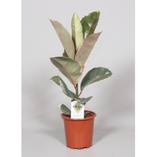 Ficus Elastica Tineke - Ø17Cm - ↕60Cm