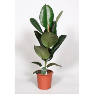 Ficus Elastica Robusta - Ø17Cm - ↕65Cm