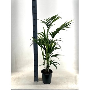 Kentia - P21 H110 - 5Pp - Ecoline (Howea Forsteriana - Ø21Cm - ↕110Cm