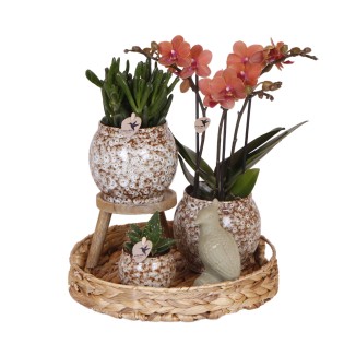 Kolibri Company | Gift Set Untamed Nature | Plant Set With Red Phalaenopsis Orchid And Succulents Incl. Ceramic Ornamental Pots