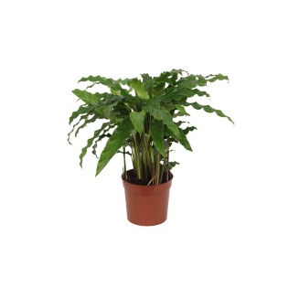 Calathea Bluegrass - 35 Cm - Ø12Cm