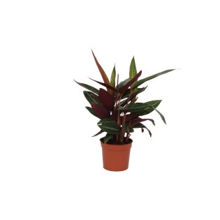 Calathea Stripestar - 40 Cm - Ø12Cm