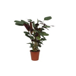 Calathea Compactstar - 90 Cm - Ø21Cm
