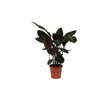 Calathea Warscewiczii - 90 Cm - Ø21Cm