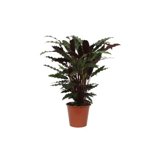 Calathea Wavestar - 80 Cm - Ø19Cm