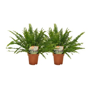 Nephrolepis Krulvaren - 2 Pieces - Ø12 - ↕30Cm