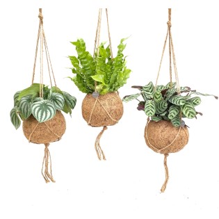 Kokodama Jungle Mix - 3 Pieces - Ø17Cm - ↕28Cm