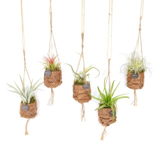 Kokodama Birdnest Tillandsia Mix - 8 Pieces - Ø7Cm - ↕5Cm