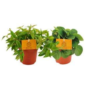 Peperomia Duo 2.0 - 2 Pieces - Ø10,5Cm - ↕15Cm
