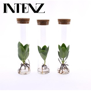 Clusia In Tube Glas - 3 Pieces - Ø5Cm - ↕15Cm