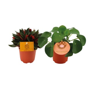 Peperomia Duo Rosso/Pilea Peperomioides- 2 Pieces - Ø10.5Cm - ↕15Cm