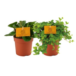 Peperomia Duo 1.0 - 2 Pieces - Ø10,5Cm - ↕15Cm