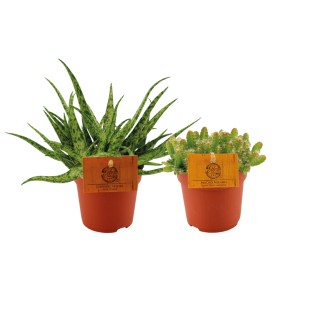 Aloe Spider/Hylocereus Undatus Duo - 2 Pieces - Ø10,5Cm - ↕15Cm