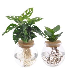 Bolglas Duo Monstera Adansonii/Clusia - 2 Pieces - Ø12Cm - ↕30 Cm