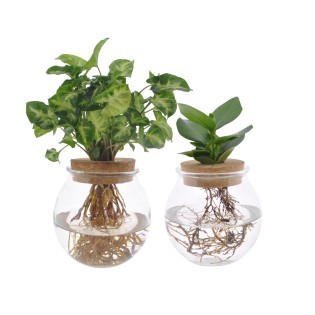 Bolglas Duo Clusia/Syngonium Green - 2 Pieces - Ø12Cm - ↕30Cm