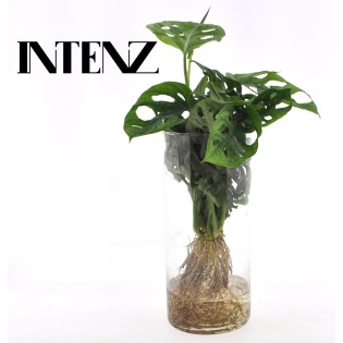 Monstera  In Cylinder Glas - Ø12Cm - ↕25Cm