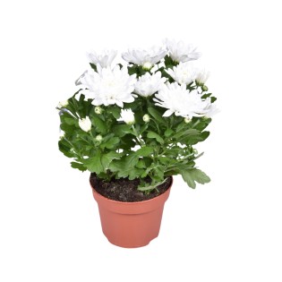 Chrysant Brave - Ø12Cm - ↕26Cm