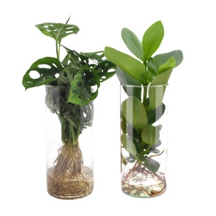 Cylinder Glas Duo Monstera/Clusia - 2 Pieces - Ø12Cm - ↕25-40Cm
