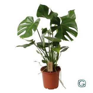 Monstera Deliciosa P21 - Ø21Cm - ↕60Cm