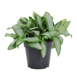 Murdannia Loriformus 'Bright Star' - Ø12Cm - ↕20Cm