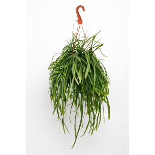 Lepismium Bolivianum - Ø17Cm - ↕25Cm