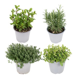 Promo - Garden Herb Mix - 4 Pieces - Ø14Cm - ↕18Cm