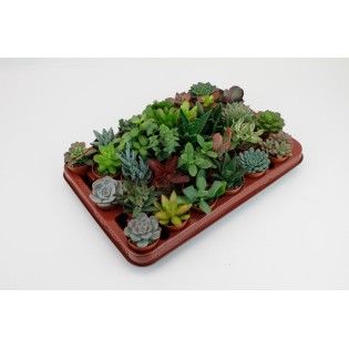 Succulent Mix - 30 Pieces - Ø5,5Cm - ↕7Cm