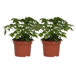 Rademachera Sinica - 2 Pieces - Ø12Cm - ↕27Cm