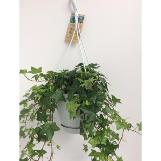Hedera Helix Groen - Hangpot Wit / Basic - Ø17Cm - ↕Cm