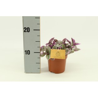 Tradescantia Sweetness 10,5Cm - Ø10,5Cm - ↕10Cm
