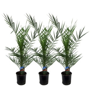 3X Phoenix Canariensis - 80 Cm - Ø15