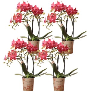 Kolibri Orchids | Combi Deal Of 4 Red Phalaenopsis Orchids - Congo - Pot Size Ø9Cm Flowering Houseplant - Fresh From The Grower