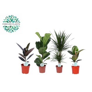 Houseplants Green Mix Lopez - 4 Pieces - Ø17Cm - ↕55-75Cm