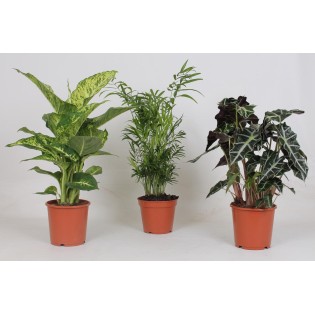 Indoor Plant Mix - 3 Pieces - Ø17Cm - ↕45-55Cm