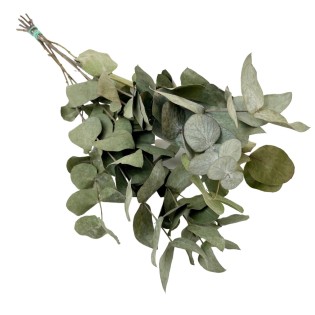Dried Flowers - Eucalyptus Cinerea - 6 Bushes - ↕50Cm