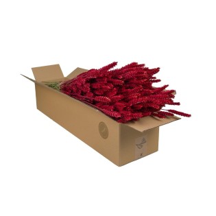 Dried Flowers - Tarwe (Triticum) - Red - 4 Bushes - ↕60Cm