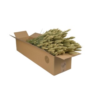 Dried Flowers - Tarwe (Triticum) - Natural - 4 Bushes - ↕60Cm