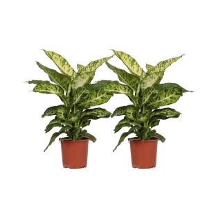 Dieffenbachia Mars - 2 Pieces - Ø17Cm - ↕50Cm