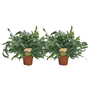 Phlebodium Blue Star - 2 Pieces - Ø17Cm - Ø60Cm