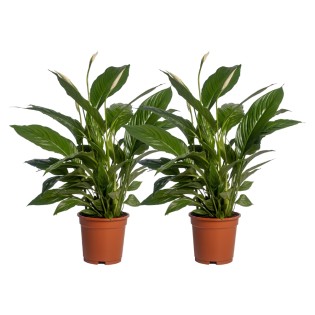 Spathiphyllum Vivaldi - 2 Pieces - Ø17Cm - ↕70Cm