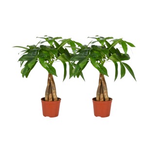 Pachira Aquatica Braided Trunk - 2 Pieces - Ø12Cm - ↕35Cm