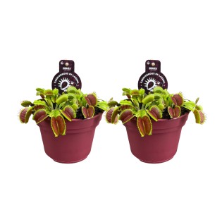 Dionaea Muscipula - 2 Pieces - Ø12Cm - ↕12Cm
