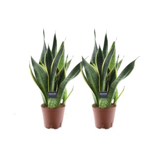 Sansevieria Futura Superba - 2 Pieces - Ø14Cm - ↕45Cm