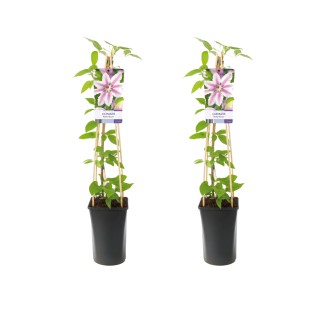 Clematis Nelly Moser - 2 Pieces - Ø17Cm - ↕75Cm