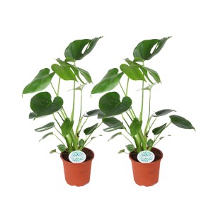 Monstera Deliciosa - 2 Pieces - Ø14Cm - ↕45Cm