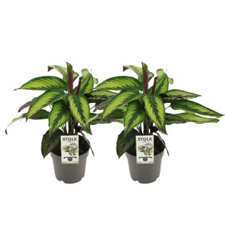 Calathea Majestica Princeps - 2 Pieces - Ø14Cm - ↕45Cm