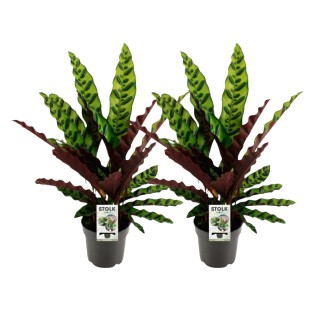 Calathea Lancifolia Insignis - 2 Pieces - Ø14Cm - ↕45Cm